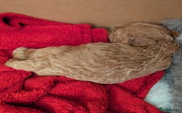 Cockapoo dogs for sale: Beautiful f1b cockerpoos  - Image 4