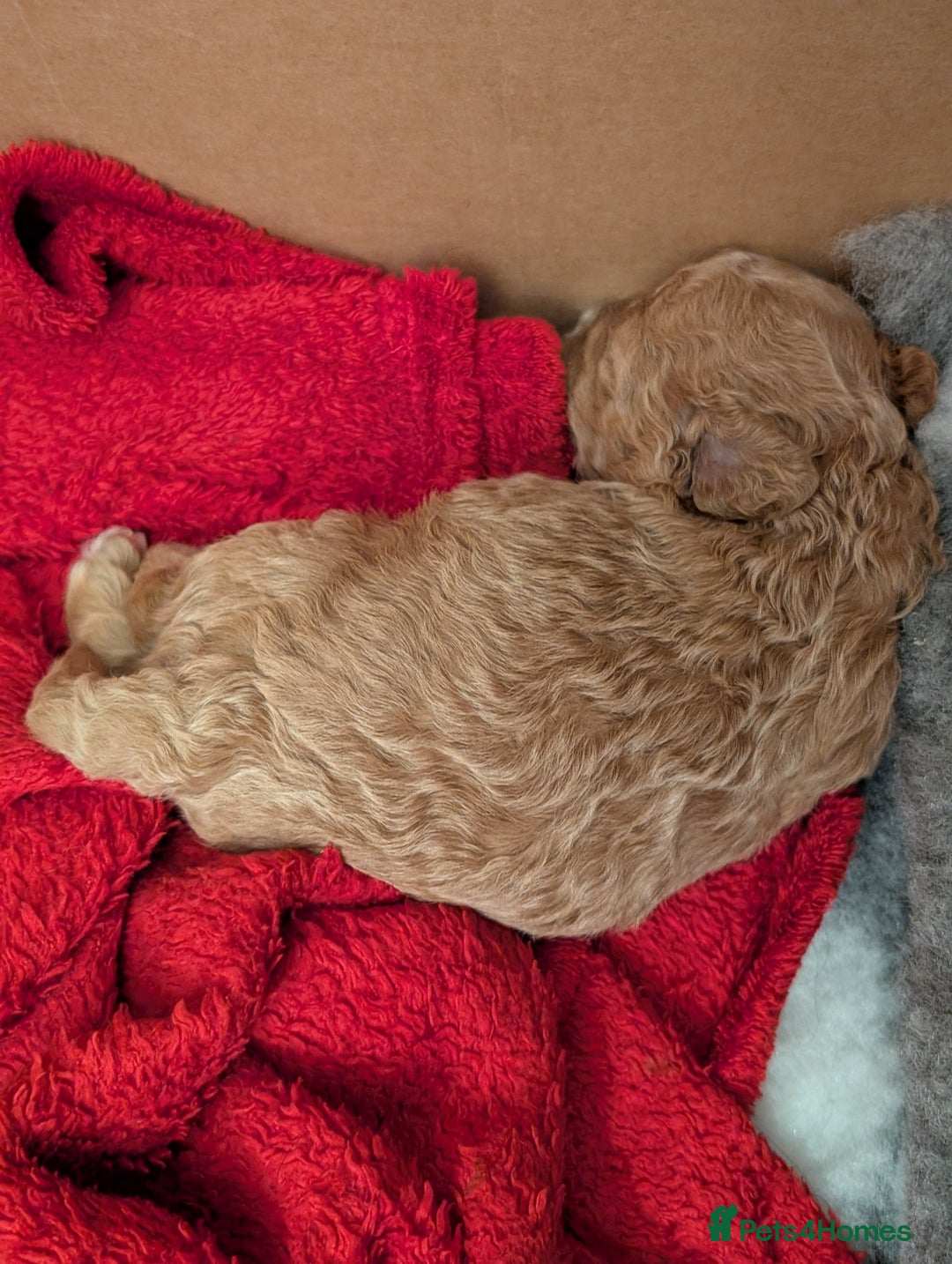 Cockapoo dogs for sale: Beautiful f1b cockerpoos  - Image 4