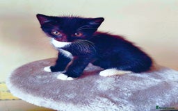 Mixed Breed cats for sale: 2 LOVELY AND CUTE KITTENS LOOKING FOR HOME!!! - Image 4