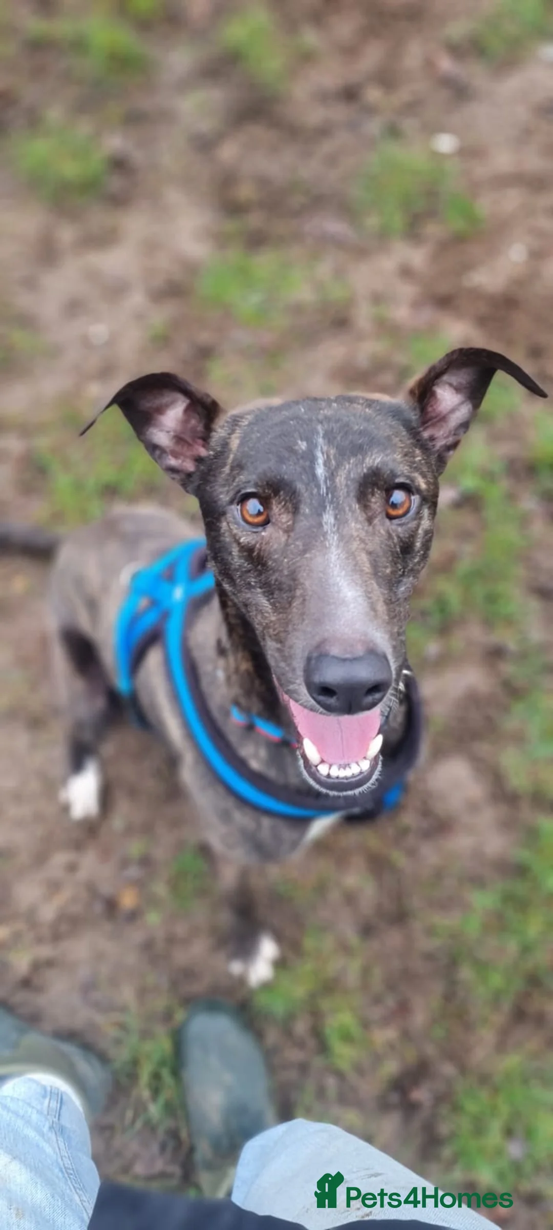 Lurcher dogs for adoption: Splash - Advert 3