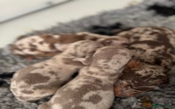 Miniature Dachshund dogs for sale: 5⭐️ licensed breeder - dapple miniaturedachshunds  - Image 9