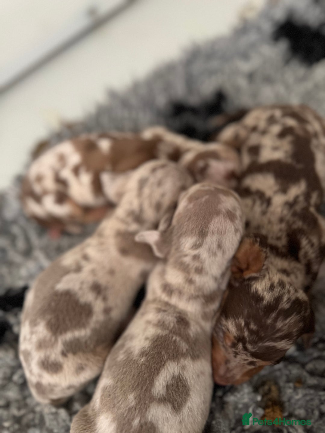 Miniature Dachshund dogs for sale: 5⭐️ licensed breeder - dapple miniaturedachshunds  - Image 9