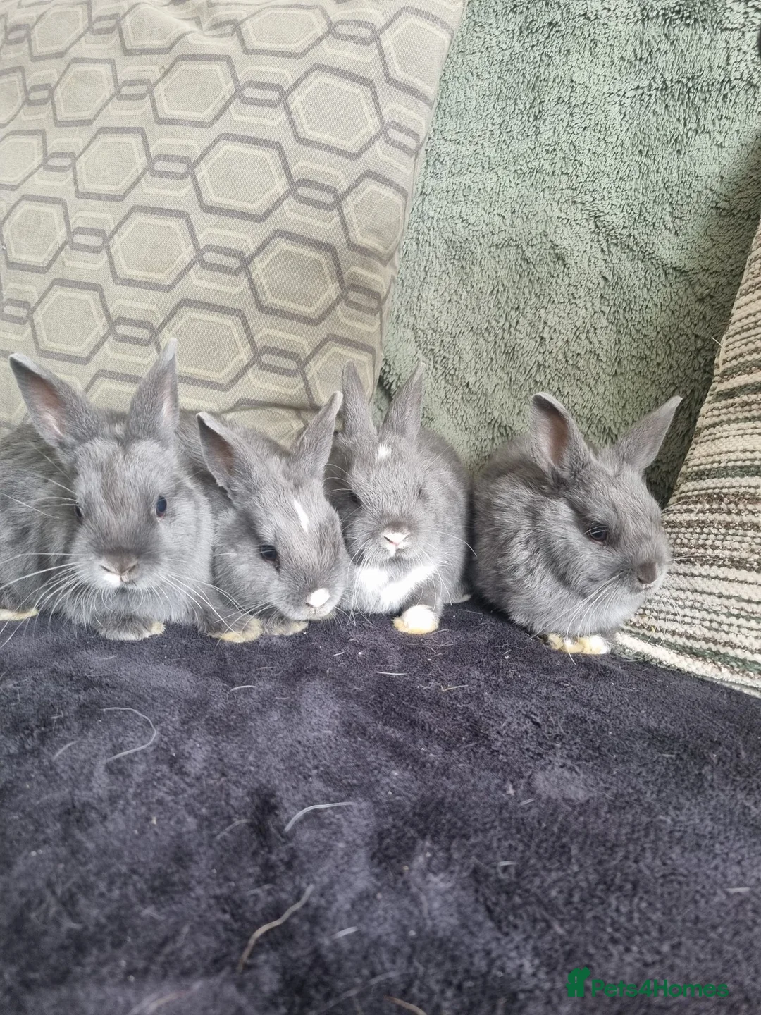 Netherland Dwarf rabbits for sale: Netherland dwarf rabbits for sale - Advert 7