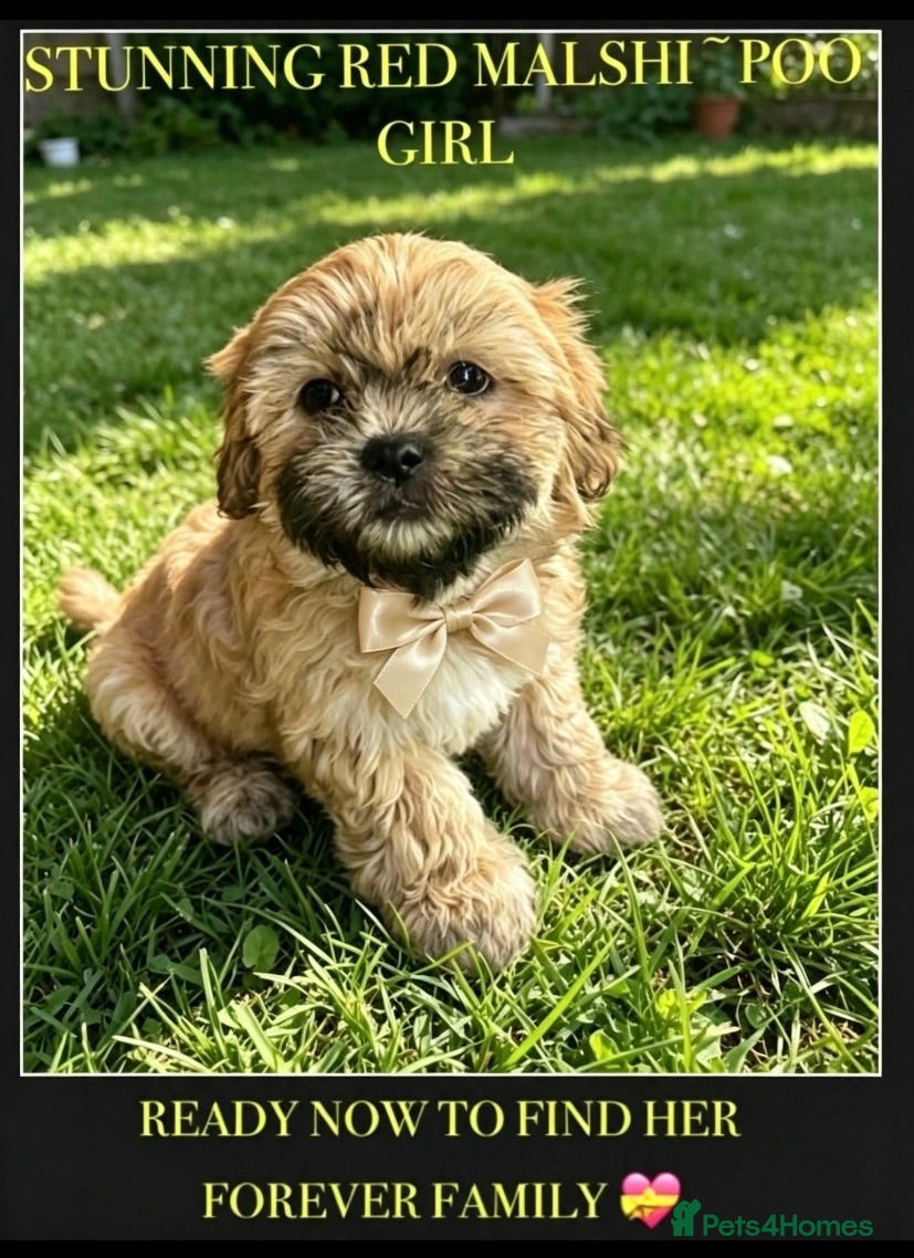 Mixed Breed dogs 🌟 RED MALSHI-POO GIRL -READY NOW 🌟 - Advert 1