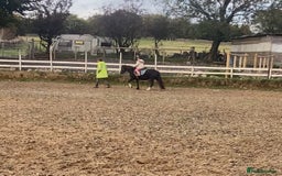 Welsh Section A horses for sale: Super child’s pony  - Image 5