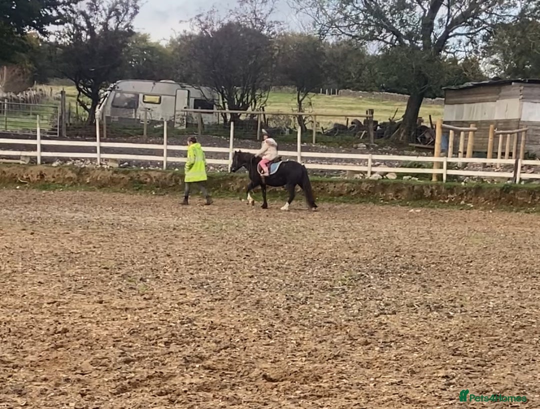 Welsh Section A horses for sale: Super child’s pony  - Image 5