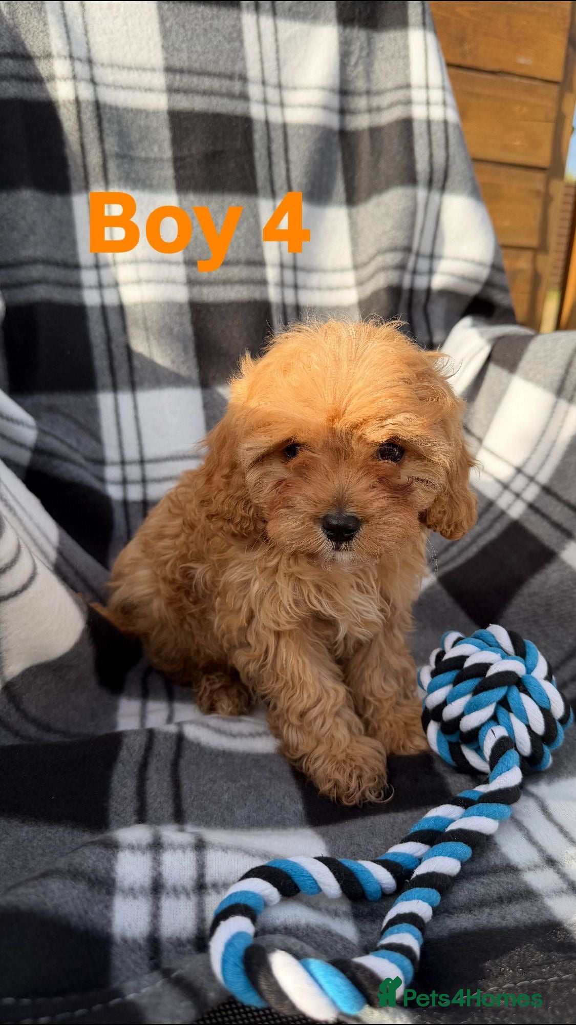 Cavapoo dogs Stunning f1 cavapoos ready now ! - Advert 1