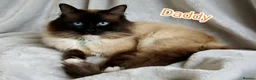 Ragdoll cats for sale: Wonderful Ragdoll Kittens  - Advert 11