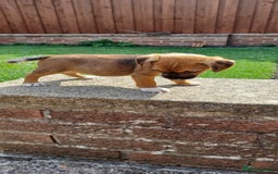 Border Terrier dogs for sale: Boarder terrier x Jack Russell girl pup - Image 7