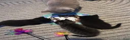 Mixed Breed cats for sale: Twin females - Advert 11