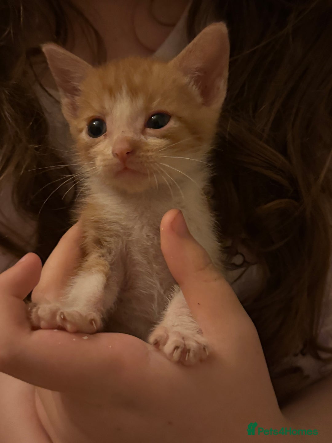 Mixed Breed cats for sale: Beautiful kittens  - Image 7