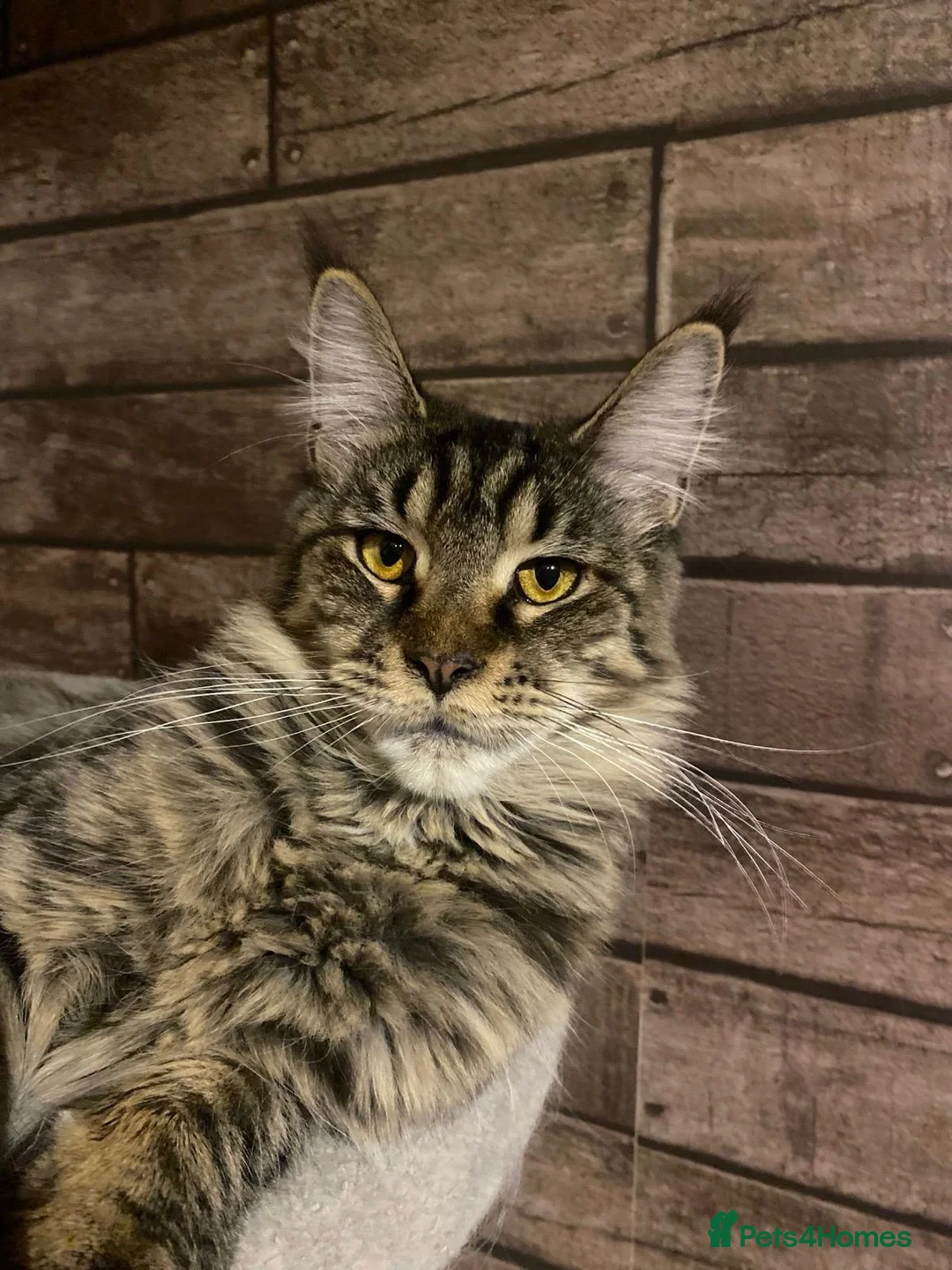 Maine Coon cats for sale: Beautiful male black maine Coon kitten - Advert 2