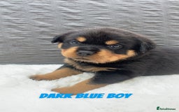 Rottweiler dogs for sale: Beautiful KC Rottweiler puppies - Image 13