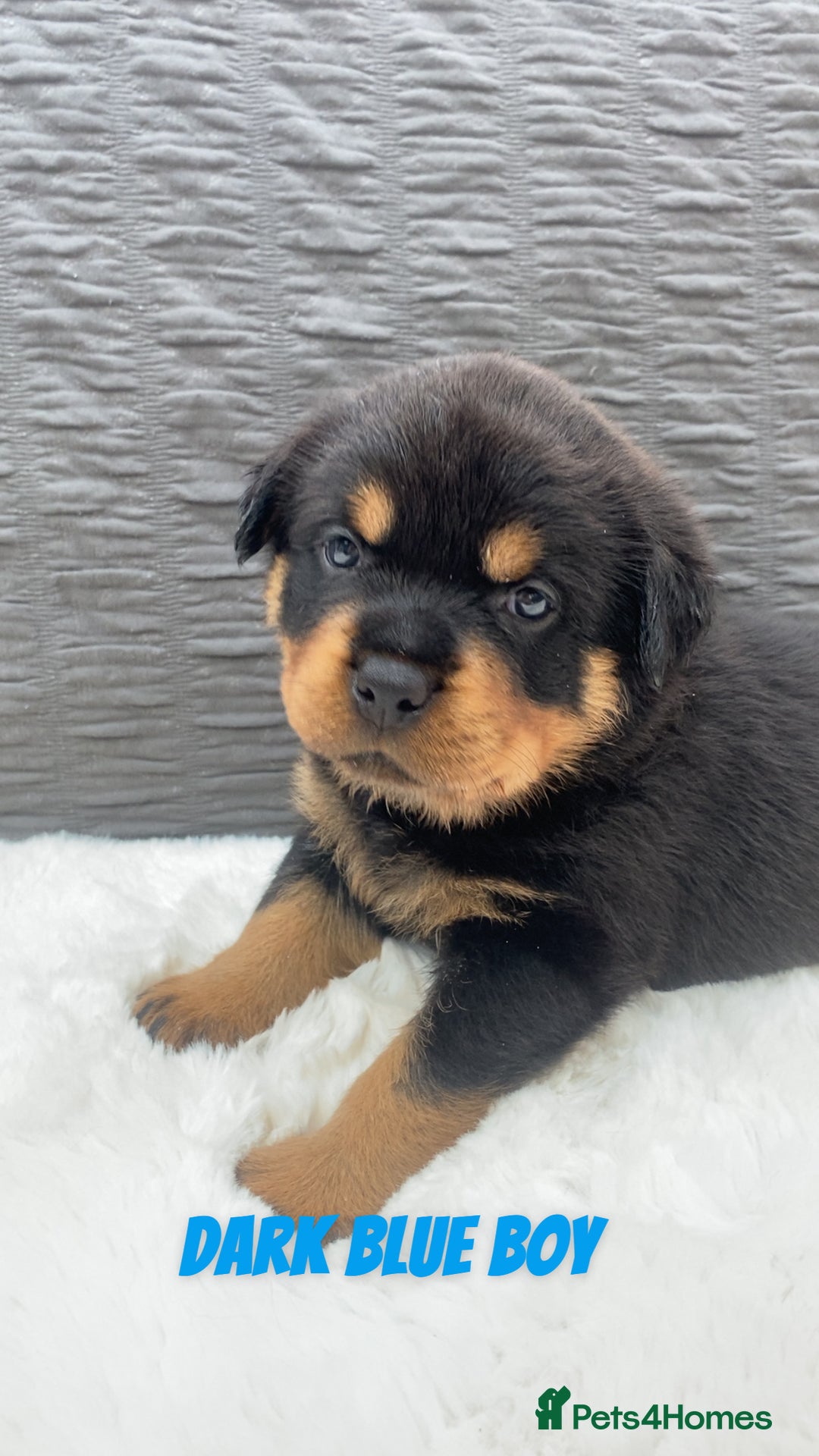 Rottweiler dogs for sale: Beautiful KC Rottweiler puppies - Image 13
