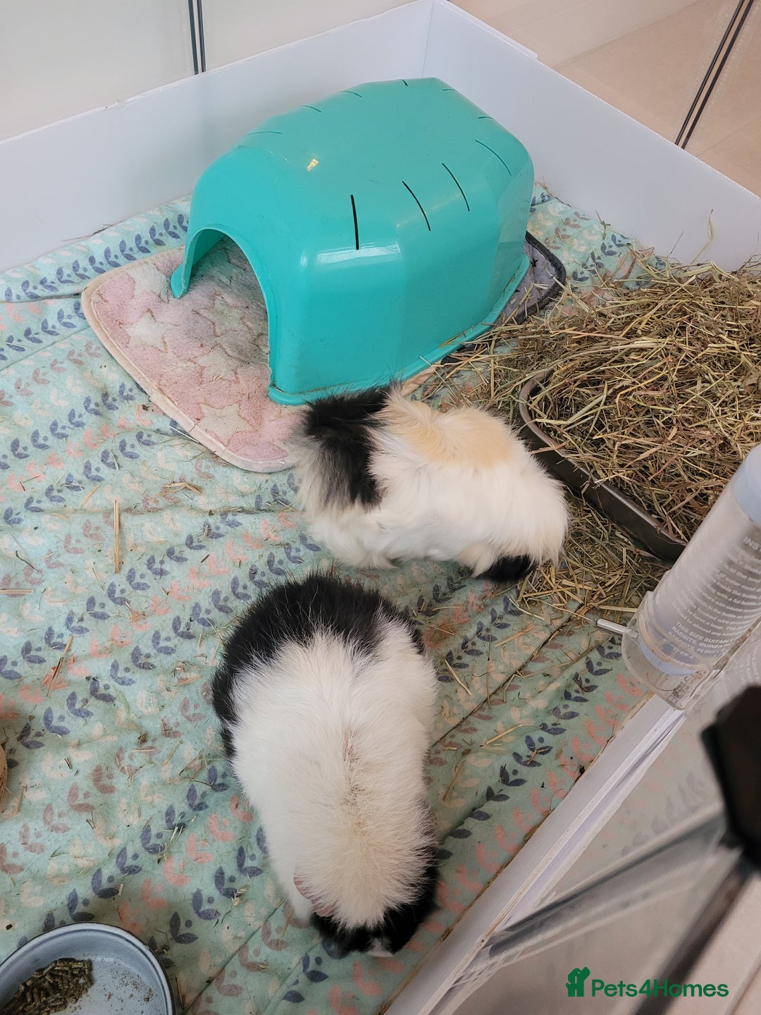 Guinea Pig rodents for sale: 3 Female Guinea Pigs Looking for a New Home - Advert 8