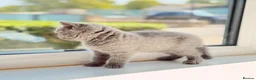 British Shorthair cats for sale: British shorthair  in Rotherham - Advert 2
