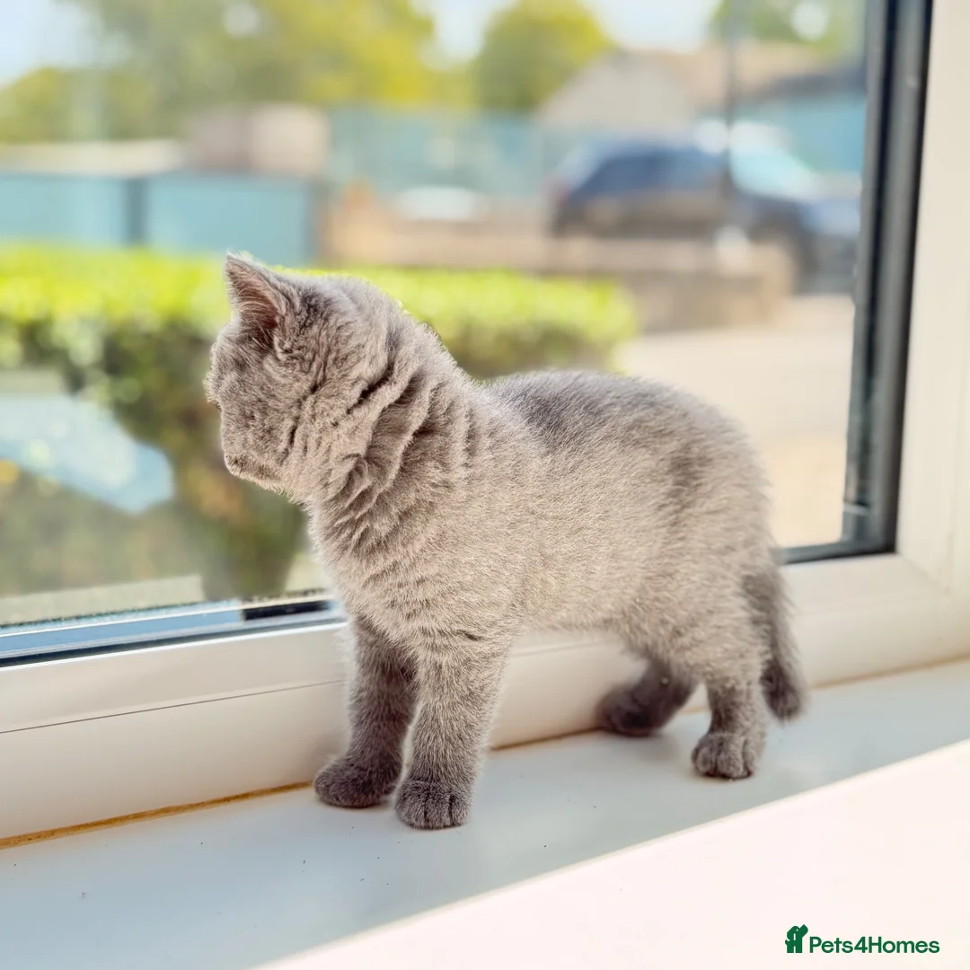 British Shorthair cats for sale: British shorthair  in Rotherham - Advert 2
