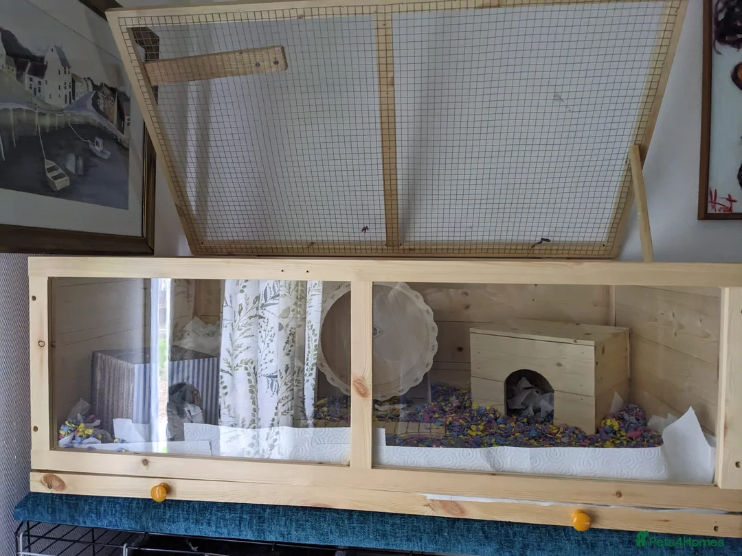 Hamster rodents for sale: Syrian Hamster to re-home  in Penrith - Advert 2