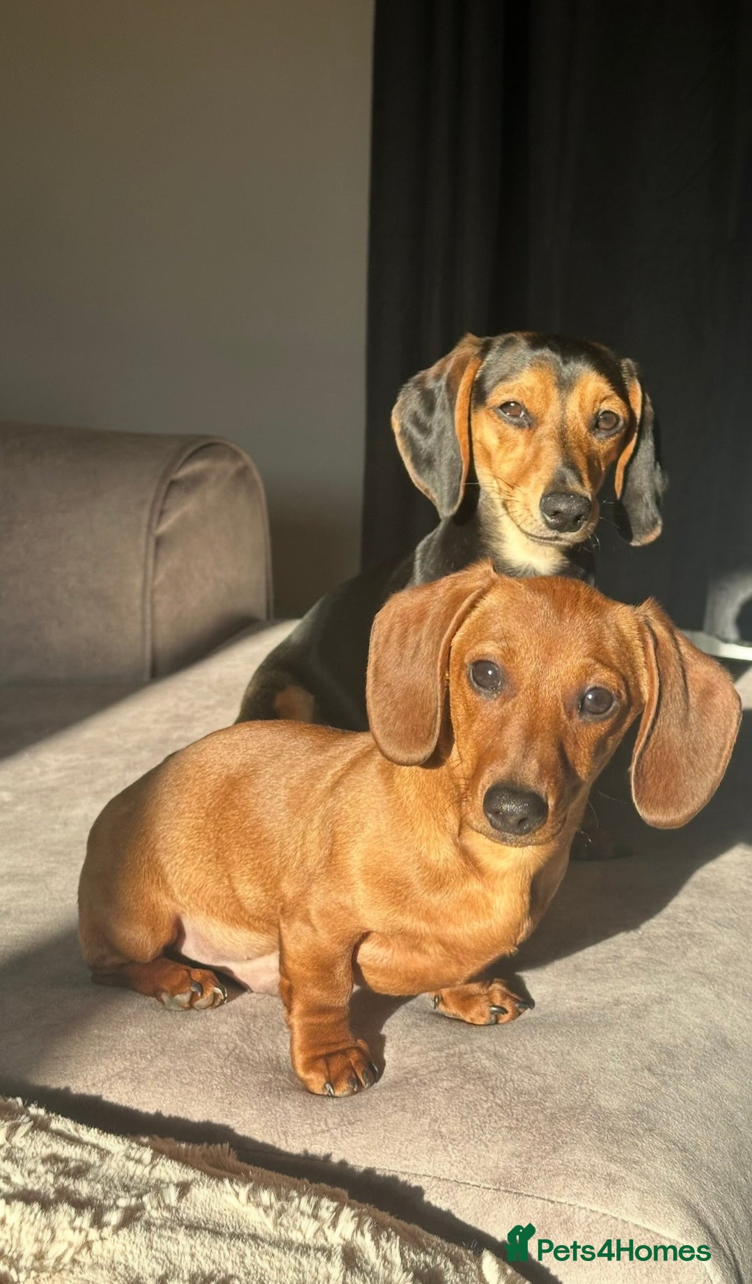 Miniature Dachshund dogs for sale: Puppies due 2nd Jan 2026 - Advert 3