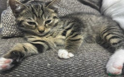British Shorthair cats for sale: British short-hair kittens  - Image 3
