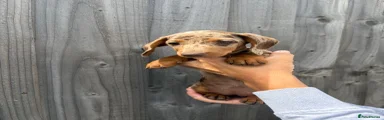 Dachshund 3