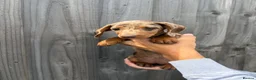 Dachshund dogs for sale: Dachshund puppies - Advert 17