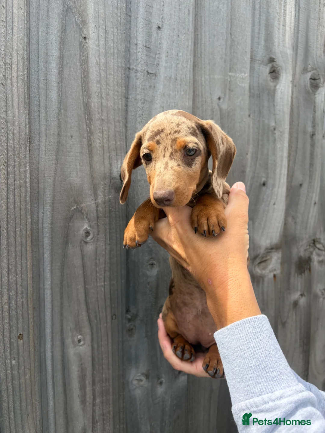 Dachshund dogs for sale: Dachshund puppies - Advert 17