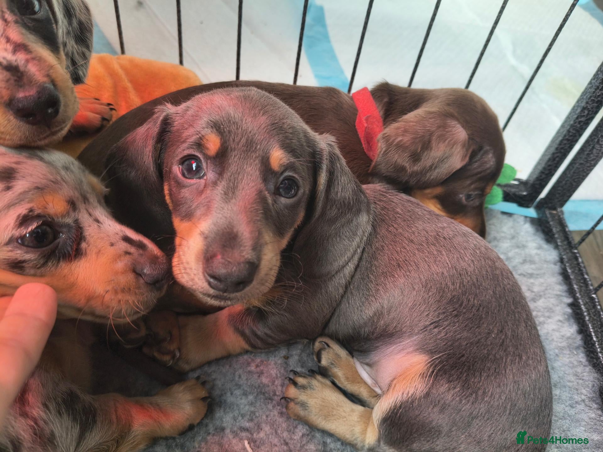 Miniature Dachshund dogs Miniature Dachshunds Pups. - Advert 15