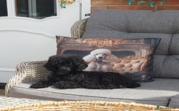 Toy Poodle dogs for sale: Kc reg black toy poodle  - Image 8