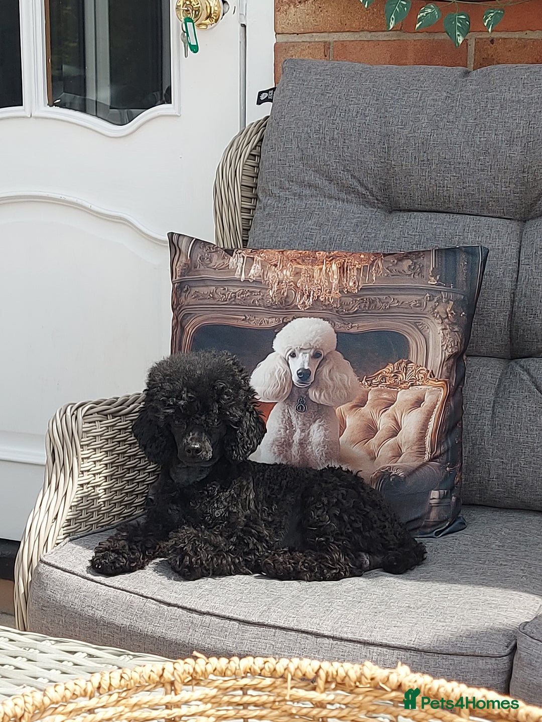 Toy Poodle dogs for sale: Kc reg black toy poodle  - Image 8