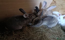 Rex rabbits for sale: REX X RABBIT'S BOYS AND GIRLS  - Image 2