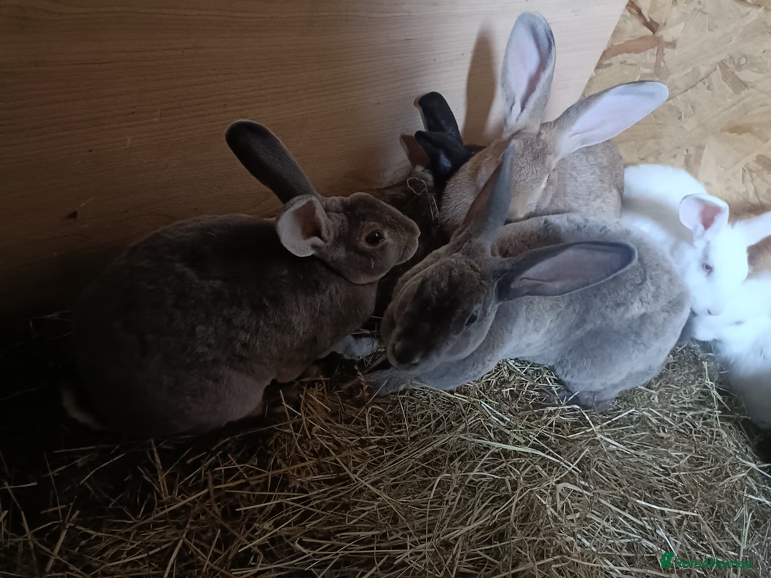 Rex rabbits for sale: REX X RABBIT'S BOYS AND GIRLS  - Image 2