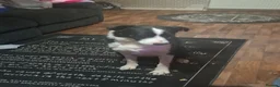 Border Collie dogs for sale: 2 border collies for new home in Ayr - Advert 4