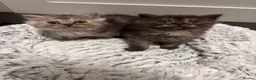 Mixed Breed cats for sale: Fluffy kittens - Advert 31