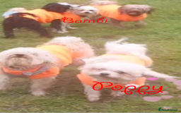 Poochon dogs for sale: Bambi and her mum Poppy need a new loving Family - Image 4