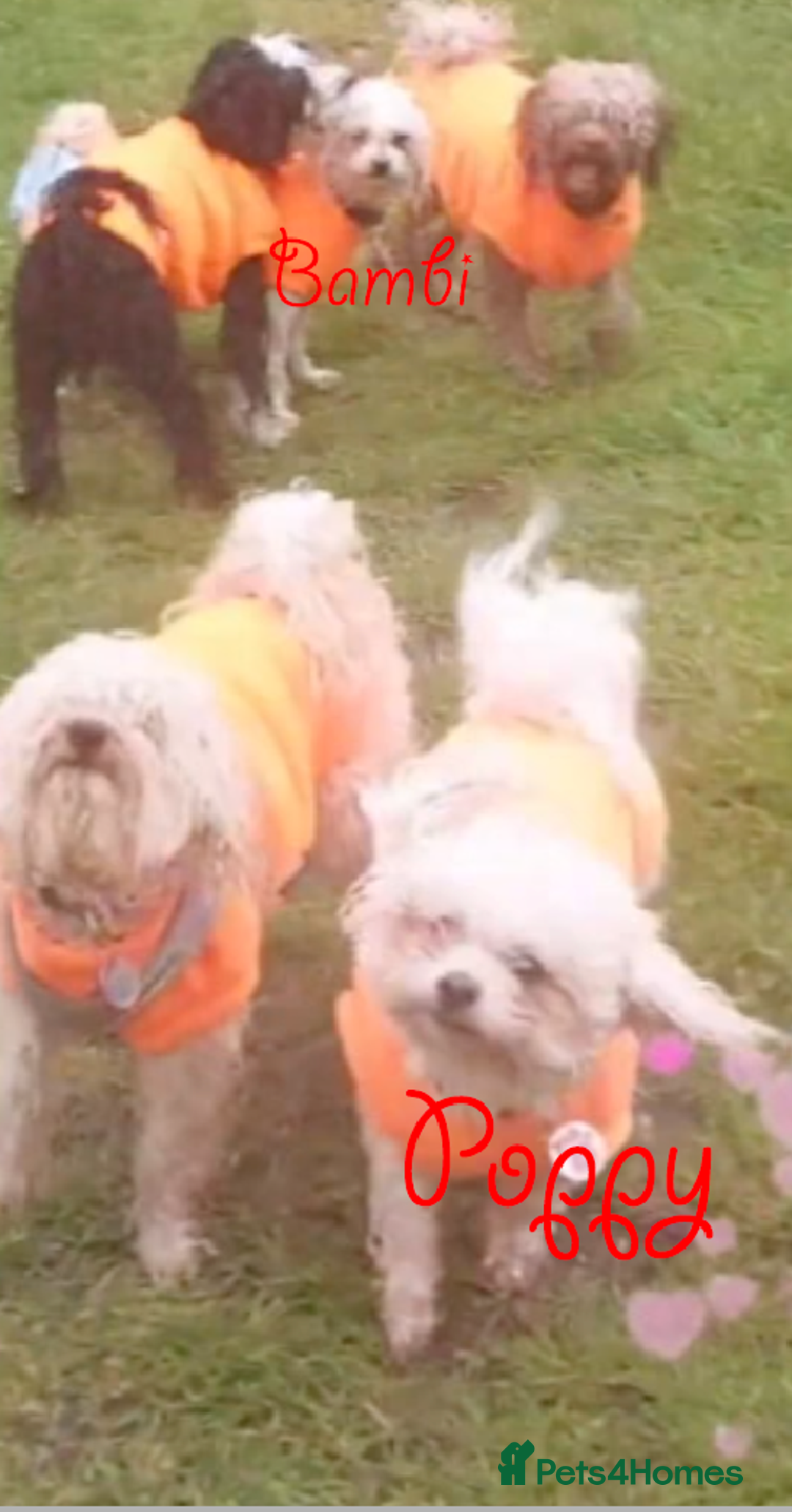 Poochon dogs for sale: Bambi and her mum Poppy need a new loving Family - Image 4