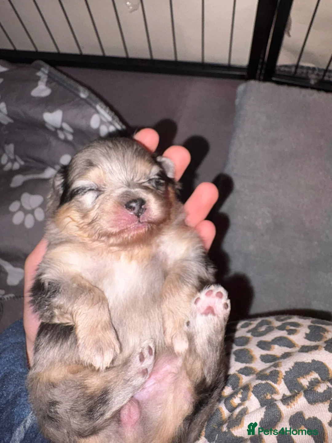 Pomeranian dogs for sale: Beatuful tiny Russian Pomeranian’s  - Advert 10