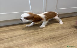 Cavalier King Charles Spaniel dogs for sale: Beautiful King Charles Cavalier puppies for sale  - Image 15