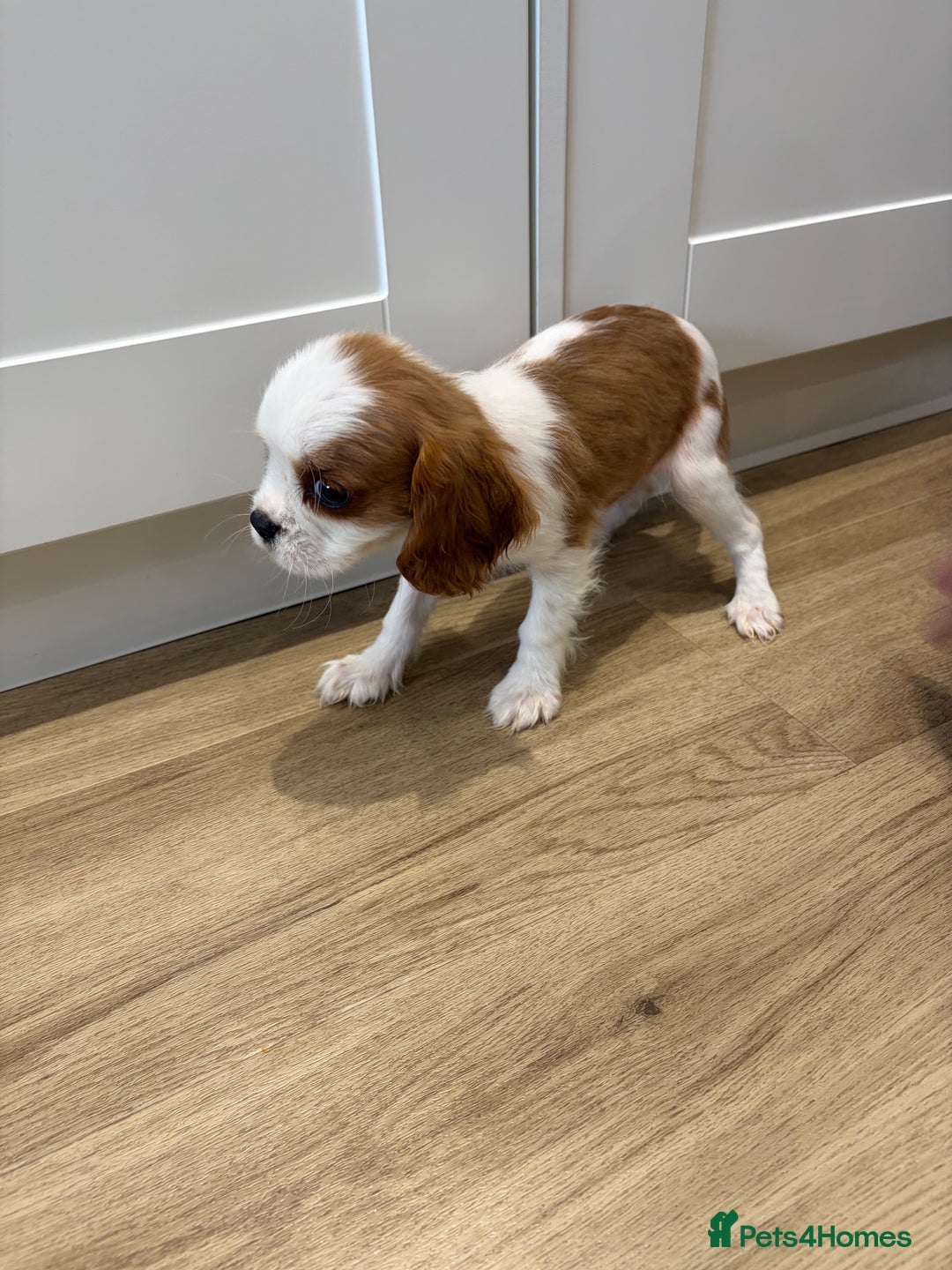 Cavalier King Charles Spaniel dogs for sale: Beautiful King Charles Cavalier puppies for sale  - Image 15