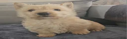 Scottish Terrier dogs for sale: Scottish terrier puppies - Advert 11