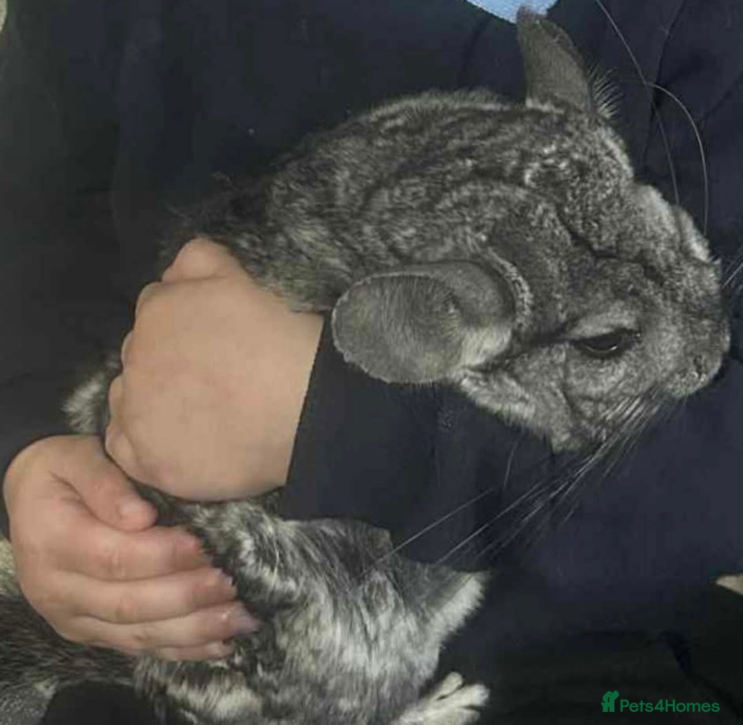 Chinchilla rodents for sale: Male chinchilla aged 10 - Advert 1