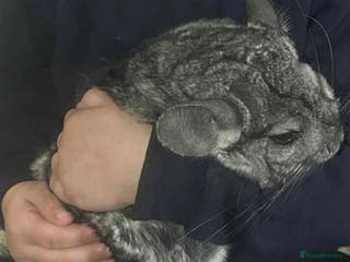Chinchilla rodents Male chinchilla aged 10 - Advert 2