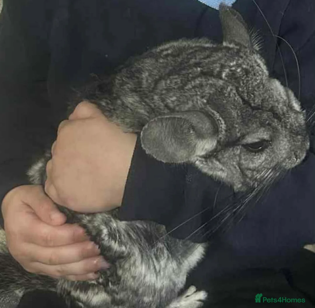 Chinchilla rodents for sale: Male chinchilla aged 10 years - Advert 1