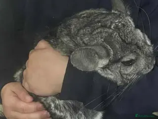 Chinchilla rodents Male chinchilla aged 10 - Advert 11