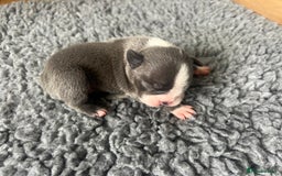 Boston Terrier dogs for sale: Boston terrier puppies - Image 22