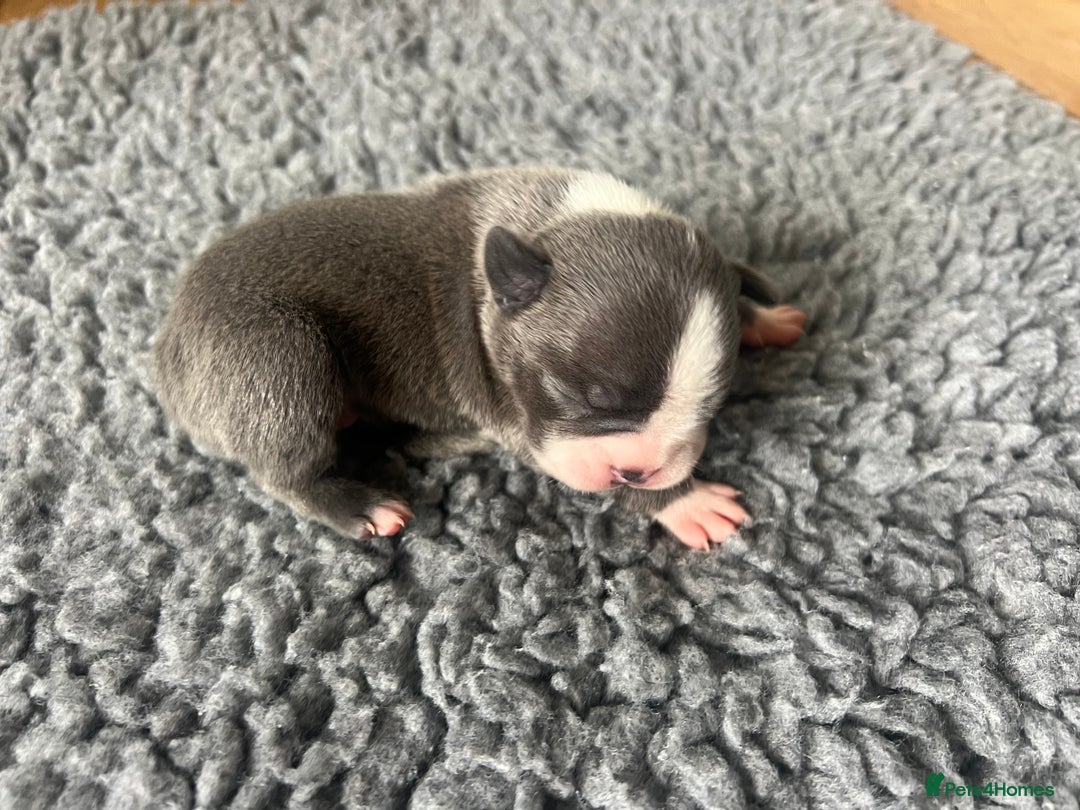 Boston Terrier dogs for sale: Boston terrier puppies - Image 22