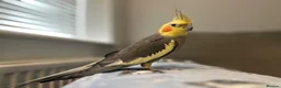 Cockatiels birds for sale: Bonded cockatiels for sale  - Advert 3