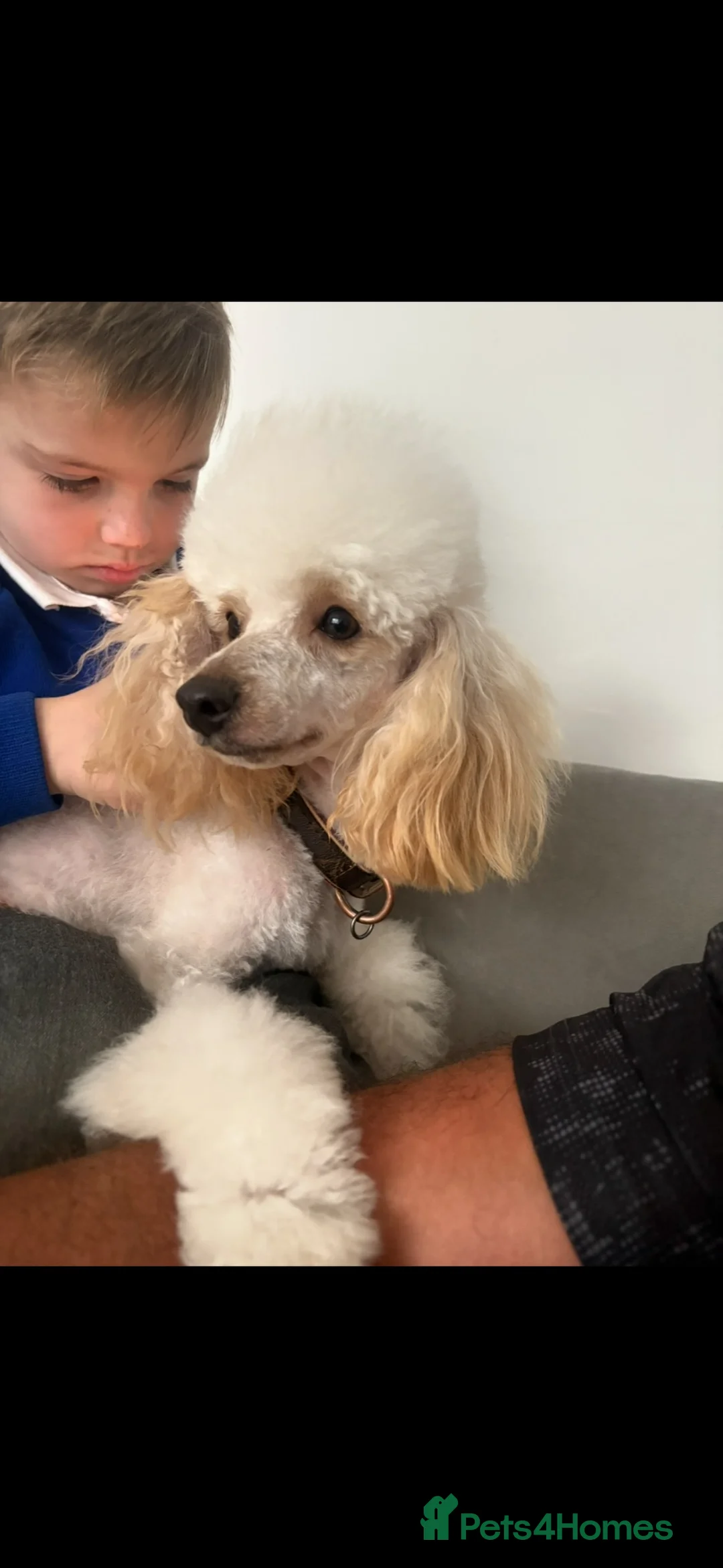 Toy Poodle dogs for sale: Stunning toy poodle puppies!! - Advert 2