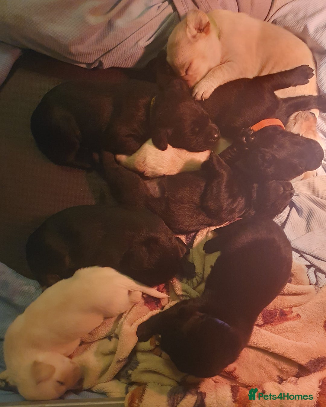 Labrador Retriever dogs for sale: labrador pups for sale home reared - Advert 6