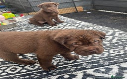 Mixed Breed dogs for sale: Lab Pei puppies  - Image 9
